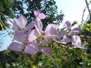 CLEMATIS