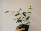 ficus benjamin