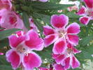 PICT0086