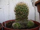 mammilaria discolor