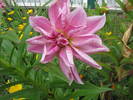 Dalie 14 iul 2009