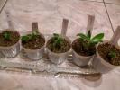 plantute adenium