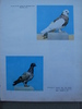 cresterea porumbeilor-peterfi 281