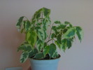 Ficus benjamina