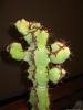 euphorbia_coerulescens_2