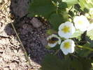 Fotografii-0048