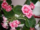 Gloxinia roz dublu- 011