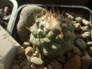 Strombocactus disciformis