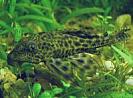 Hypostomus%20plecostomus