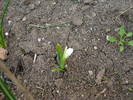 Snowdrop (2009, March 26)