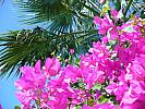 Bougainvillea