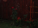 Picture 514