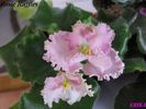 Rosie Ruffles (v) 2009 maj 26
