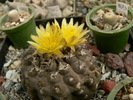 copiapoa_hypogaea