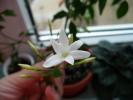 Jasmin