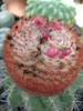 Melocactus