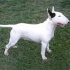 bull-terrier-001