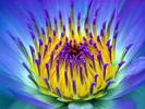 Floare