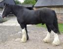 Shire Horse