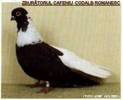 Zb_CAFENIU_CODALB3_RO