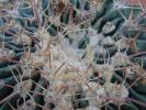 Echinocactus texensis, vedere apicala, detaliu.
