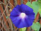 Blue Morning Glory (2009, Aug.07)