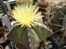 Astrophytum myriostygma v. strogilogonum