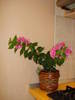 BOUGAINVILLEA