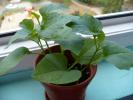 Physalis franchetii