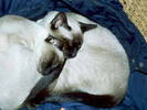 C&DSimese Cats Sleeping