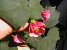 abutilon lila