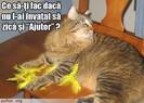 poze-amuzante-pisica-omorat-papagal