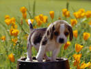 PUP09RK004601