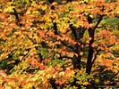 Beech Tree in Autumn, Washington Park, Portland Oregon