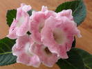 Tigrina Pink 2