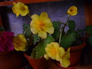 begonia galbena