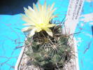 Coryphantha salmdyckiana - 25.06