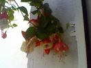 Picture 003