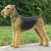 AIREDALE TERIER