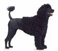 portuguese_water_dog