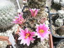 Mammillaria scheliana - 11.06