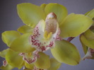 Orhidee Cymbidium 30 oct 2009 (3)