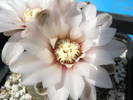 Gymnocalycium amerhauseri - detaliu floare