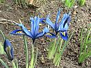 Iris Reticulata (pitic) 26 feb 2009