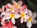 Hawaiian Plumeria 2