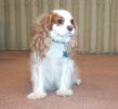 CAVALIER SPANIEL