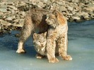 webshots1026