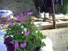 PICT0077