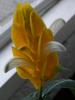 DSCF1707