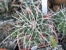 Mammillaria de la Bogdan - 15.09